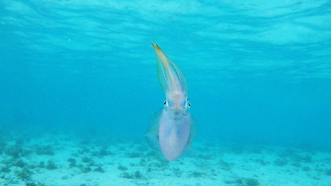 Swimmer Is Hypnotized By The Unusual Appearance Of A Human-Like Squid