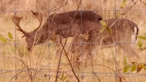 FALLOW DEER SPOTTED IN TENNESSEE - WHO_TEE_WHO