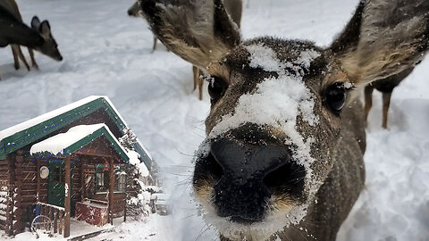 Winter Is Back at The Log Cabin - Lots of Snow and Firewood to Chop for the Wood Burning Stove