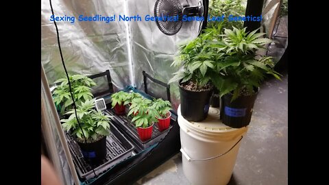 Mars SP150 Sexing Seedlings! North Genetics 👽 Seven Leaf Genetics🍍 Mars 😁👍❄❄🔥🔥💨🔨