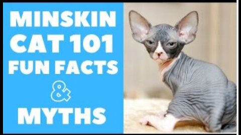 Minskin Cats 101 : Fun Facts & Myths