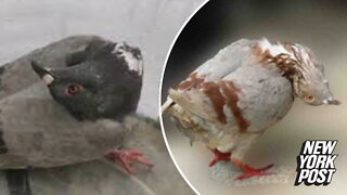 A weird illness is transforming pigeons in the UK into living zombies with contorted necks