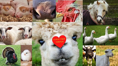 I LOVE FARM ANIMALS ANIMAL VIDEOS