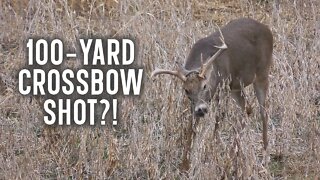 Can Crossbows Shoot 100 Yards?