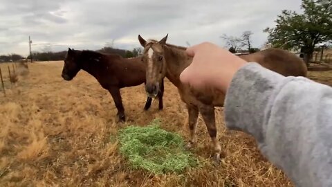 Horses Fighting For Pecking Order - Buddy Kicked Mr. T Why I Corrected Buddy