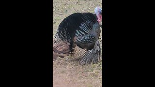 Turkey Gobbler Mates Invisible Hen