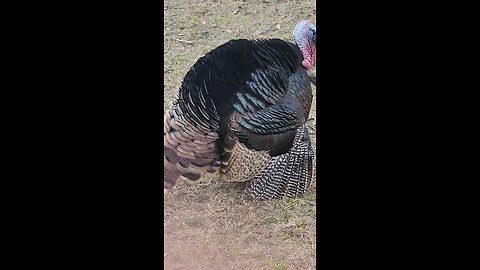 Turkey Gobbler Mates Invisible Hen