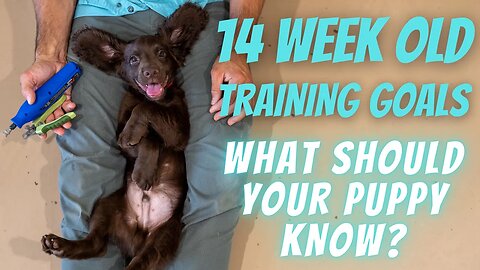 What Should Your Puppy Know In Their First Six Weeks Home?