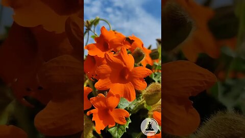 Calming Nature Video - Orange Clockvine Flowers #relaxingvideo