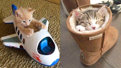 A selection of funny pet cats of 2023, I'm sure they will cheer you up 😂