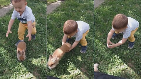 Little Boy Hilariously Fails to Catch Bunny Rabbit