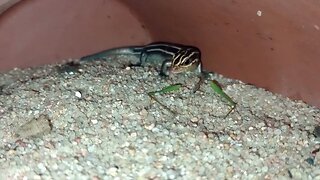 SPEEDY THE BROAD-HEADED SKINK HUNTING AND EATING A LESSER MEADOW KATYDID (10/09/23) 🎶