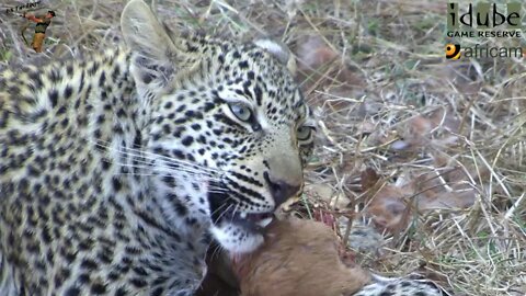 Leopard And Cub - Life Outside The Bushcamp - 38: Cub Feeds On A Duiker