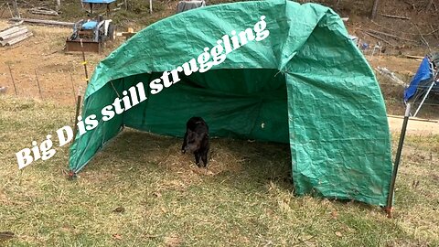 Building a Shelter for a Sick Calf When You Don't Have a Barn