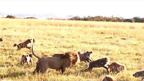 Male lion attacks over 20 hyenas....