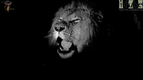 Selati Male Lion Roars At Night
