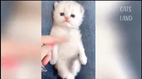 Cute Cat Video