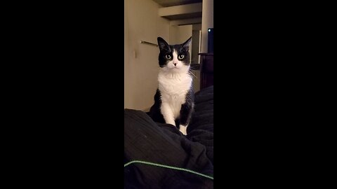 Very smart and cute cat asking for laser pointer playtime