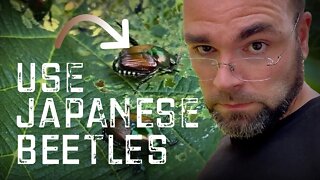 Best way to USE Japanese beetles
