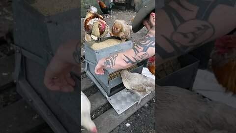 Refilling The Feeder #chickens #chickenshorts #chickenlife #backyardchickens