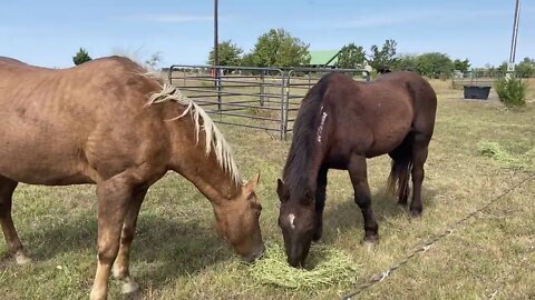 Feeding The Boys In The Wind - Horse Behavior When Eating Together