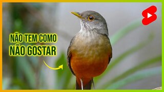 SABIÁ LARANJEIRA Cantando [Turdus Rufiventris] #shorts