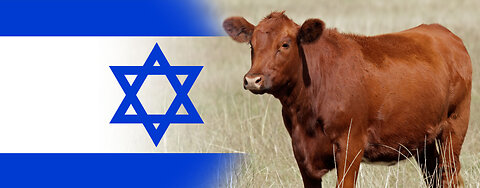 Red Heifer Prophecy Update: Sacrfice is set for March 30, 2024 - Shabbat of the Red Heifer!