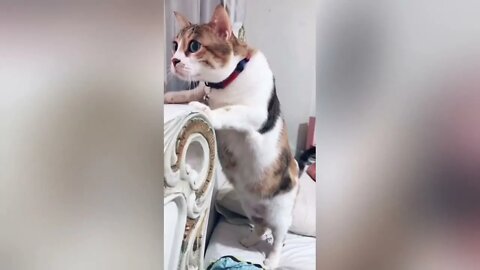 Watching funny cats is the hardest try not to laugh #1