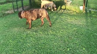 LonelyCreek dogs playing