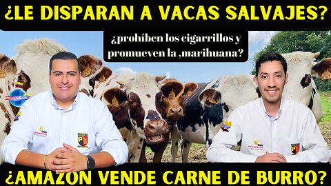 ¿QUÉ SUCEDE?: ¿DISPARAN A VACAS SALVAJES, PROHIBEN CIGARRILLOS Y PROMUEVEN LA MARIHUANA?.