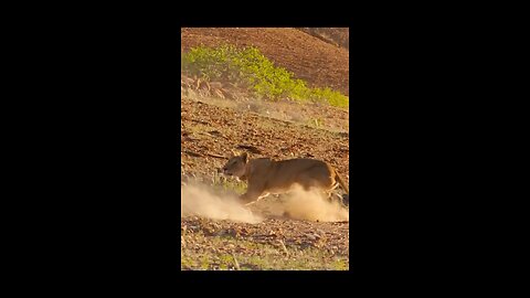 As the giraffe showed off its impressive speed and clever maneuvers in the Namib Desert