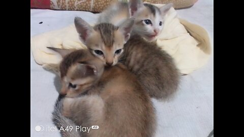 Funny cat / cut kittens/