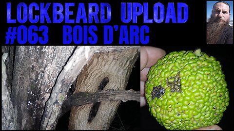 UPLOAD #063. Bois D'Arc