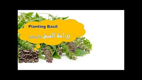 Basil cultivation زراعة الحبق
