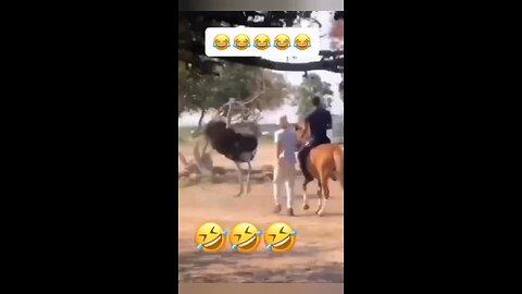 😂😂 Funny animal videos 😂🤣