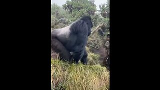 Military Gorilla demands his respect