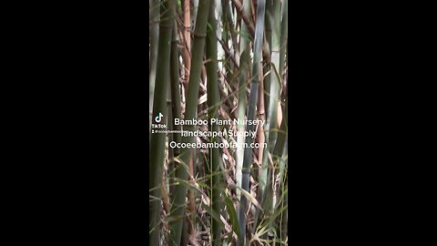 Wholesale Bamboo Nursery - Orlando -Tampa - North Florida - Ocoee Bamboo Farm 407-777-4807