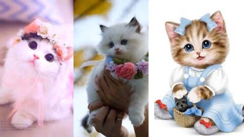 Cute Cat, Cute Cats Baby,Cute Cat Wall Hangig Video