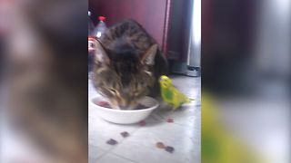 Sweet Cat Shares Food With Bird