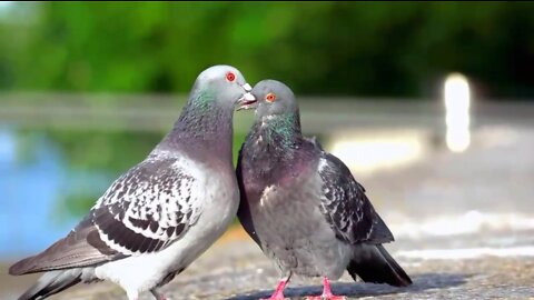 Kissing videos,, 🐦 🐦 bird