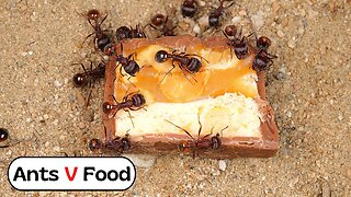 Ant Colony vs Snickers Time Lapse 4k