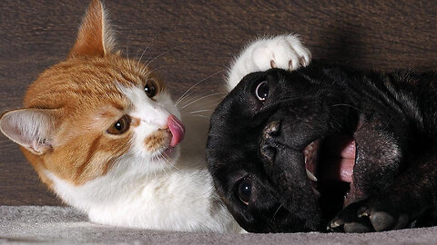Compilation of Cats Attacking Dogs!
