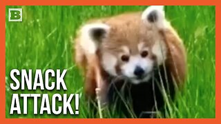 Snack Attack! Red Panda Ginger Munches on Dandelion Stems