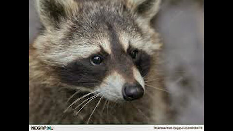 RACCOON UNDER THE MOON!