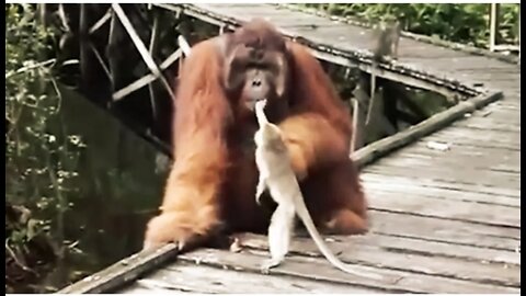 Never Steal a Banana from a Orangutan's Mouth...