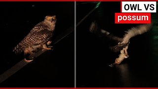 Injured owl flies off carrying a massive possum