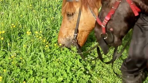 Three ponies grazing by the water, hitting the water, splashing, eating green grass7