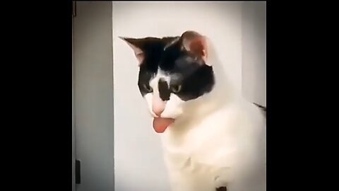 Funny Animal Video best Dogs🐶 and cats😹