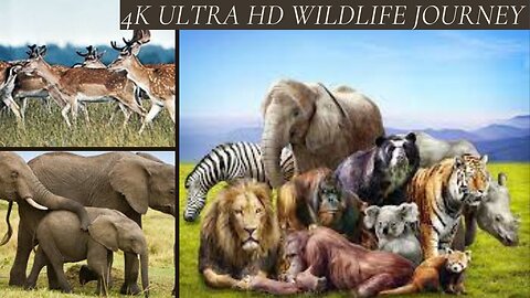 Serene Symphony of the Animal Kingdom: A 4K Ultra HD Wildlife Journey