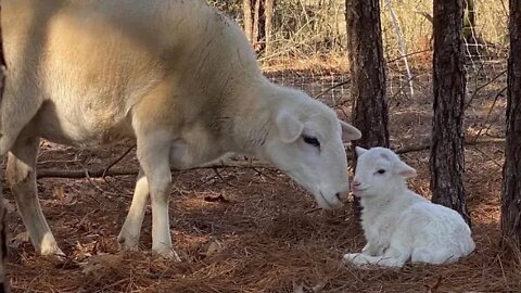 A Day in the Life: Smoke House, Cows, & Surprise Katahdin Lamb!!